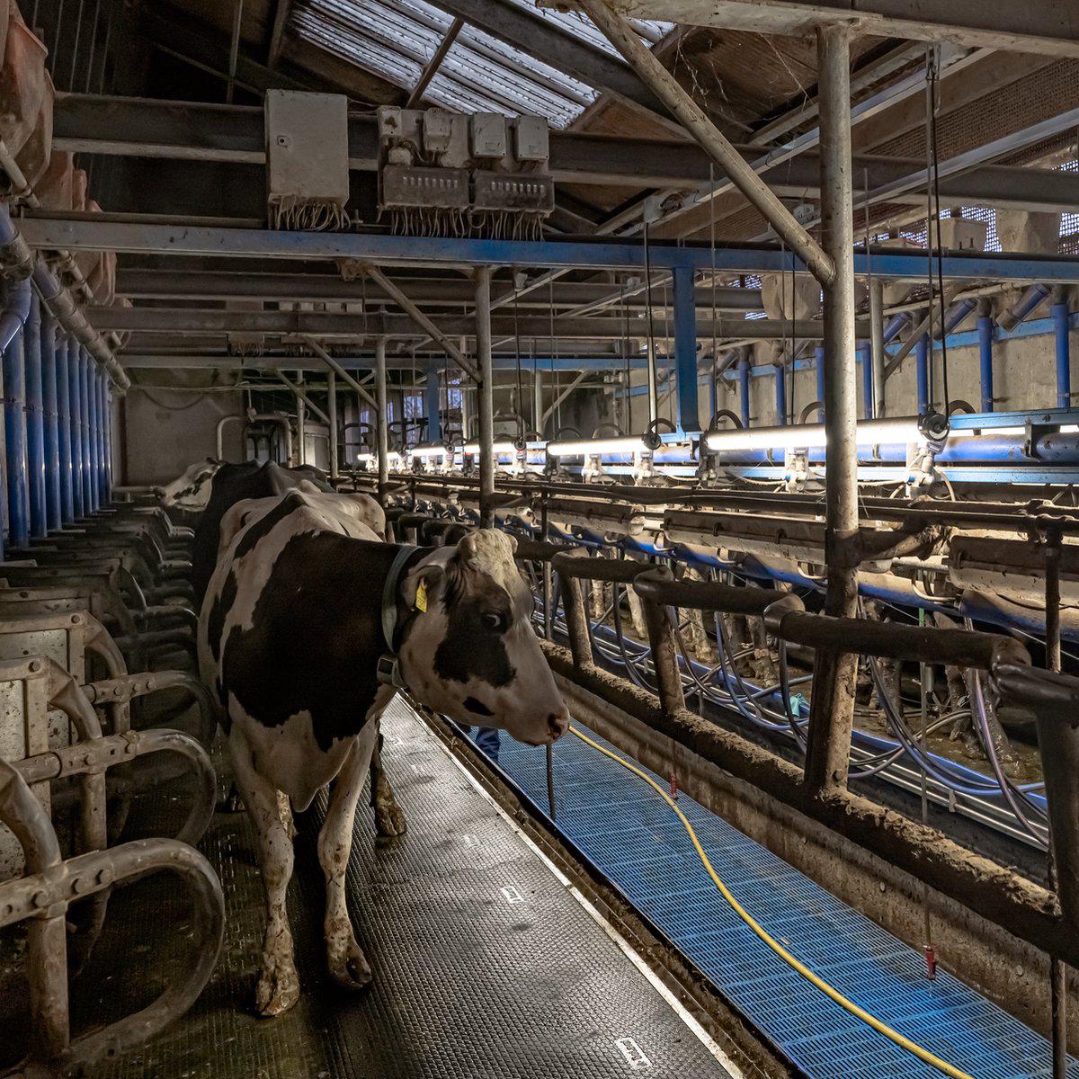 LED's Light Pro FarmPro LED TL armatuur 150 cm - Agrarische LED TL verlichting - Ammoniak- en waterbestendig - IP69K - IP67 TL verlichting LED.nl