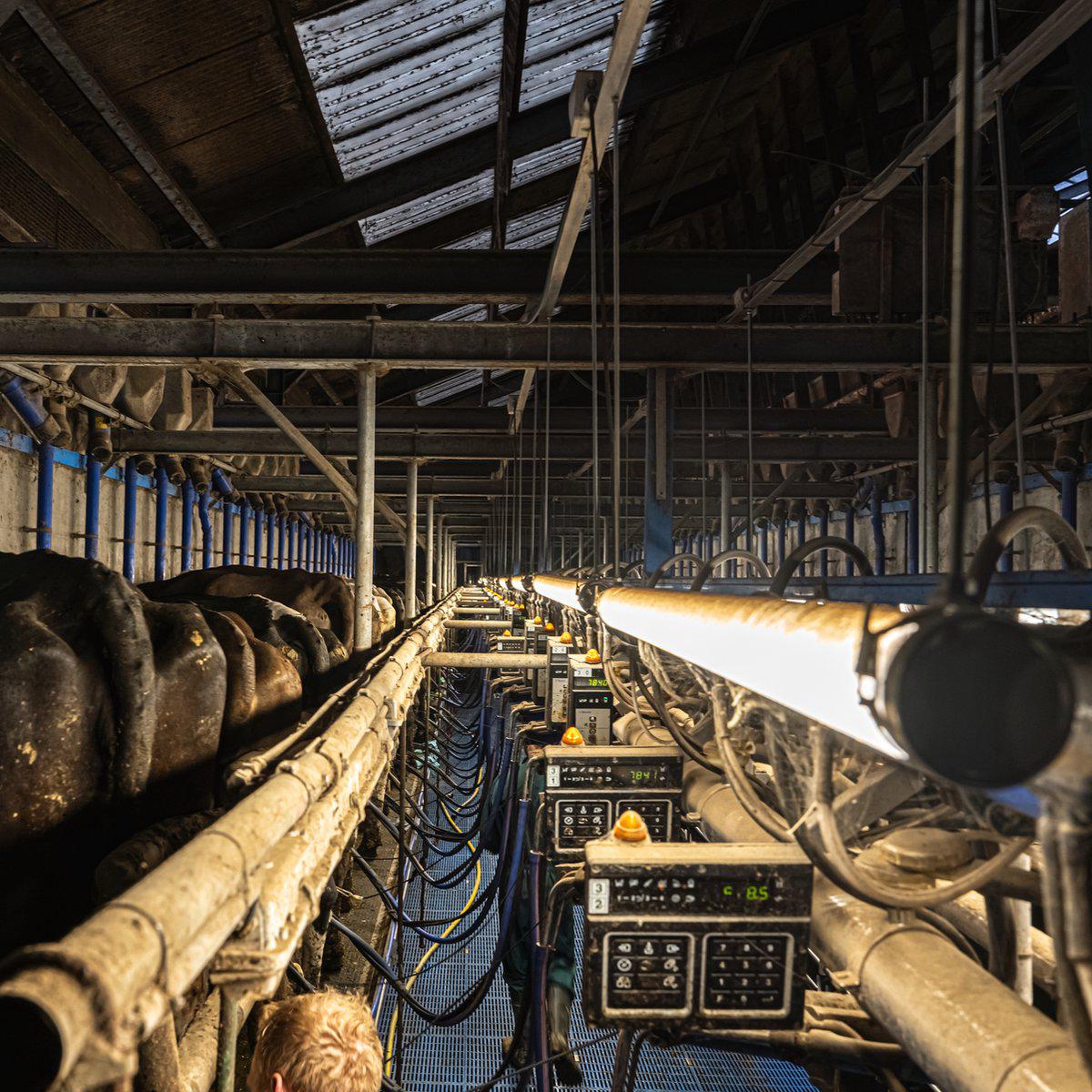 LED's Light Pro FarmPro LED TL armatuur 150 cm - Agrarische LED TL verlichting - Ammoniak- en waterbestendig - IP69K - IP67 TL verlichting LED.nl