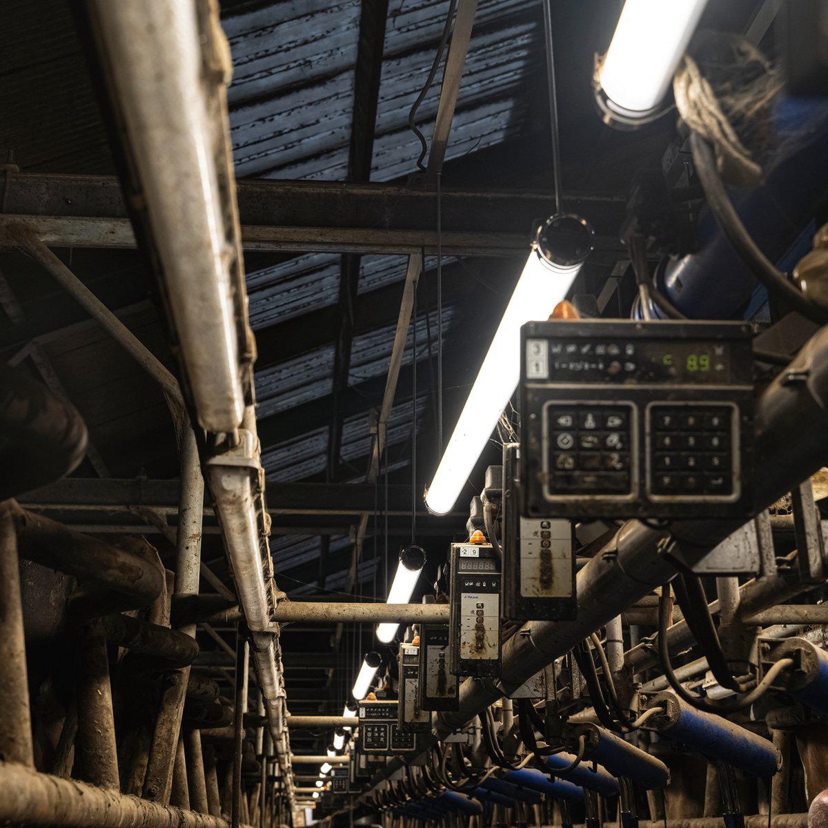 LED's Light Pro FarmPro LED TL armatuur 150 cm - Agrarische LED TL verlichting - Ammoniak- en waterbestendig - IP69K - IP67 TL verlichting LED.nl