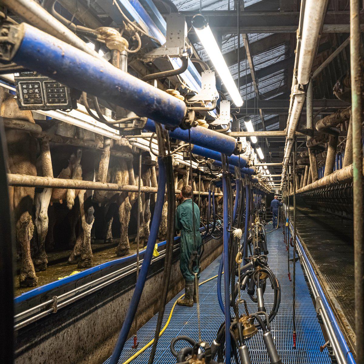 LED's Light Pro FarmPro LED TL armatuur 150 cm - Agrarische LED TL verlichting - Ammoniak- en waterbestendig - IP69K - IP67 TL verlichting LED.nl