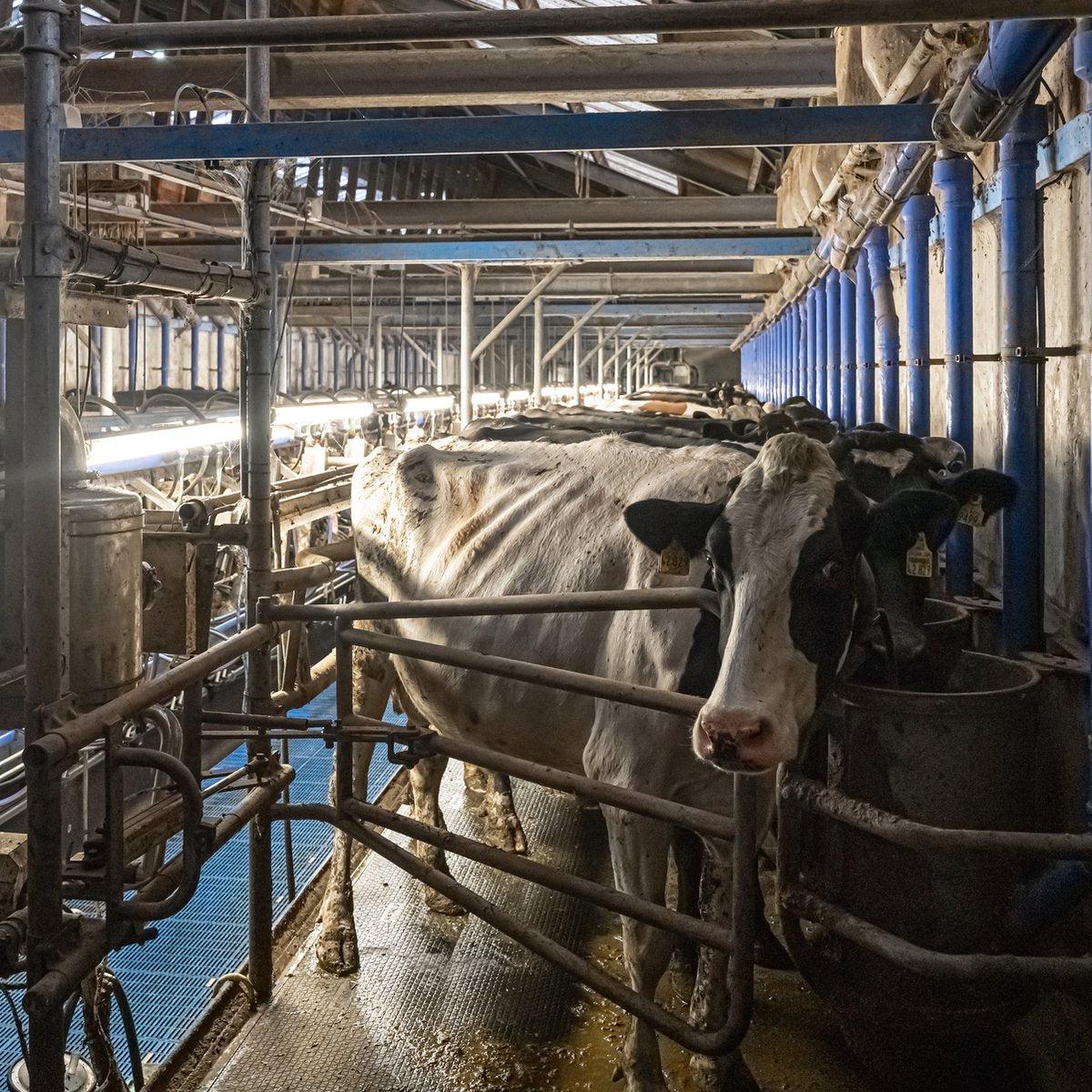 LED's Light Pro FarmPro LED TL armatuur 150 cm - Agrarische LED TL verlichting - Ammoniak- en waterbestendig - IP69K - IP67 TL verlichting LED.nl